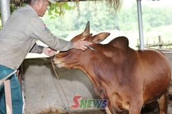 Pắc Ngà chủ động phòng chống dịch bệnh cho đàn vật nuôi