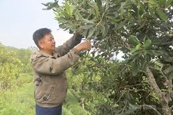 C&acirc;y mắc ca tr&ecirc;n đất Ng&ograve;i