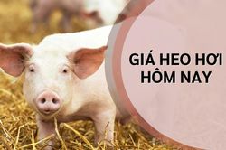 Ngày 20/8: Giá heo hơi ở cả 3 miền bất ngờ đảo chiều tăng