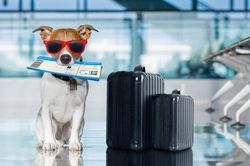 Hải quan lưu ý doanh nghiệp khi làm thủ tục xuất khẩu cây cảnh, thú cưng và bò sát