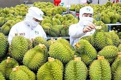 Sầu riêng Việt Nam: Gỡ điểm nghẽn xuất khẩu, thông quan và vốn