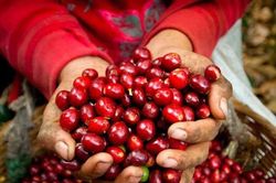 Bất chấp thế giới đỏ sàn, giá cà phê trong nước tăng vọt 1.500 đồng/kg