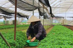 Hà Nội nâng cao năng lực cho các hợp tác xã nông nghiệp