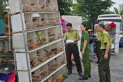 Kiểm tra 15 xe chở hơn 1.000 chim tại chợ Vĩnh Hoàng