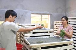 Cơ hội tạo sinh kế bền vững cho hàng nghìn hộ dân trồng dâu, nuôi tằm