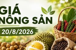 Giá nông sản hôm nay 20/8: Cà phê lên 98.500 đồng/kg, sầu riêng chênh tới 20.000 đồng/kg