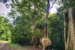 Tuy Phong: Không để xảy ra điểm nóng về chặt phá rừng, lấn chiếm đất lâm nghiệp trái pháp luật