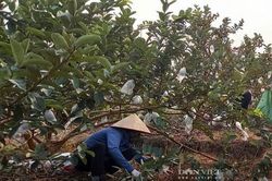 Nông dân Hải Phòng thu hơn 400 triệu đồng/ha mỗi năm nhờ bón phân gà ủ mục cho ổi