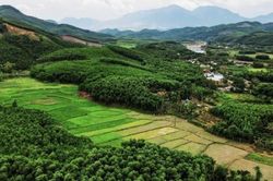Chuyển từ trồng keo chu kỳ ngắn sang phát triển rừng gỗ lớn: Hướng đi mới cho lâm nghiệp Đà Nẵng