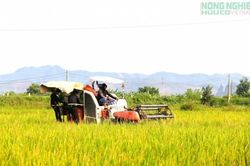 Nghệ An phấn đấu gieo trồng hơn 30.000 ha cây trồng vụ Đông năm 2026
