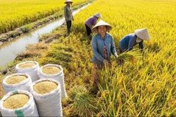 Chuẩn bị Festival Quốc tế ngành hàng lúa gạo Việt Nam lần thứ II năm 2026