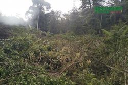 Yêu cầu xác minh, điều tra vụ phá rừng do Ban Quản lý rừng phòng hộ Tánh Linh quản lý