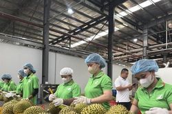 Sầu riêng tăng nhanh, chuyển từ mở rộng diện tích sang nâng chất lượng