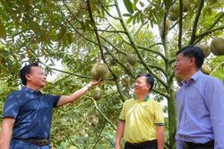 Th&aacute;o gỡ 'điểm nghẽn', ph&aacute;t triển bền vững ng&agrave;nh h&agrave;ng sầu ri&ecirc;ng