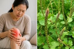 Cách dùng cỏ xước chữa đau nhức xương khớp