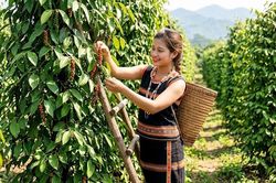 Giá hồ tiêu hôm nay 21.8.2026 ổn định tại các vùng trọng điểm
