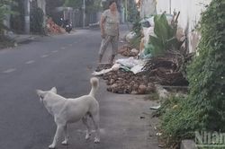 Đồng Tháp tăng cường phòng ngừa bệnh dại trên động vật