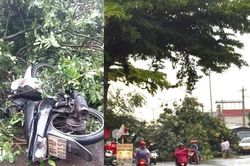 Người đàn ông bị cây xanh ngã đổ trúng tử vong