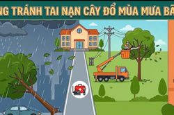 Phòng tránh tai nạn cây đổ mùa mưa bão