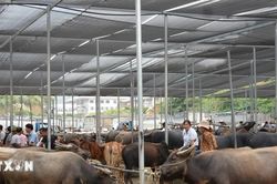 Cao Bằng đặc sắc chợ phiên vùng cao ở Chợ trâu Trà Lĩnh