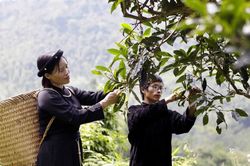Đánh thức tiềm năng vùng chè Shan tuyết Đồng Phúc (Thái Nguyên)