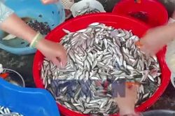 Đ&oacute;n c&aacute; linh non đầu m&ugrave;a nước nổi