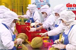 Gỡ điểm nghẽn cho xuất khẩu nông sản - Bài 2: Từ vùng trồng đến nuôi biển