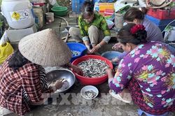 M&ugrave;a nước nổi về Đồng Th&aacute;p: Ấm no nhờ c&aacute; linh non
