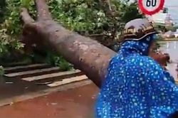 Hàng loạt cây xanh bị bật gốc khi mưa lớn kèm giông lốc quét qua Lâm Đồng, Đắk Lắk