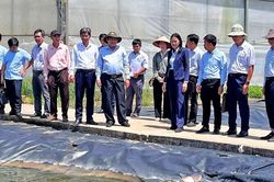 Không chạy theo diện tích khi thực hiện Đề án 1 triệu ha lúa