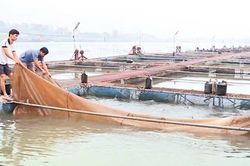Bắc Ninh: Mở lối tho&aacute;t ngh&egrave;o từ li&ecirc;n kết sản xuất