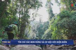 Tín chỉ các-bon rừng và cơ hội với Điện Biên