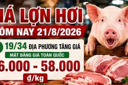 Giá lợn hơi hôm nay 21/8/2026 tăng tiếp, mức 55.000 đồng/kg biến mất