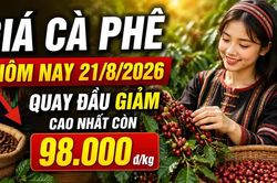 Giá cà phê hôm nay 21/8/2026 giảm, cao nhất còn 98.000 đồng/kg
