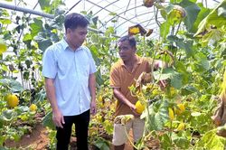 Phát triển kinh tế tập thể ở Đà Bắc