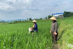 Những cánh đồng 'cải tiến' ở Hợp Thành