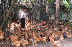 Trao sinh kế, tạo động lực giảm nghèo bền vững