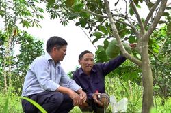 Đà Nẵng thúc HTX làm 'cầu nối' đưa công nghệ đến nông dân