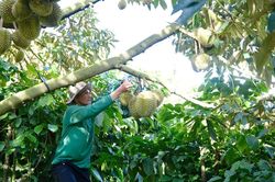 Sầu riêng Việt rộng cửa sang Trung Quốc, thêm 401 vùng trồng được duyệt