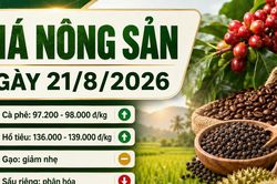 Giá nông sản 21/8: Cà phê giảm, sầu riêng phân hóa mạnh