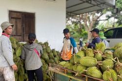 Đắk Lắk: Thêm gần 200 mã vùng trồng và đóng gói sầu riêng xuất khẩu chính ngạch