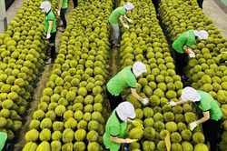 Gỡ 'điểm nghẽn' ngành hàng sầu riêng hướng tới xuất khẩu bền vững và chất lượng