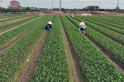 Nông dân phòng chống sâu bệnh, chăm sóc cho cây trồng vụ mùa