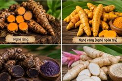 Các loại nghệ phổ biến và những điều cần biết khi sử dụng