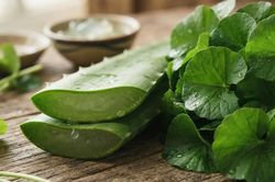 Nên chọn nha đam hay rau má để phục hồi làn da tổn thương