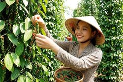 Giá tiêu hôm nay 22.8.2026 ổn định, thị trường chờ lực mua mới