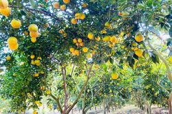 Thu hồi đất nông nghiệp đứng tên chồng, vợ có được hỗ trợ?