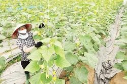 Đặt bảo vệ m&ocirc;i trường v&agrave;o vị tr&iacute; trung t&acirc;m c&aacute;c quyết định ph&aacute;t triển