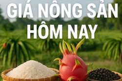Gi&aacute; n&ocirc;ng sản h&ocirc;m nay 22/8/2026: Gi&aacute; c&agrave; ph&ecirc; robusta lao dốc, sự ch&uacute; &yacute; đổ v&agrave;o m&ugrave;a vụ Việt Nam; Thuế mới của EU 'đ&aacute;nh tr&uacute;ng' điểm yếu h&agrave;ng Trung Quốc