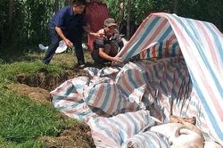 Đồng Nai: Ti&ecirc;u hủy 1.235 con heo nhiễm chất cấm tại x&atilde; Hưng Thịnh